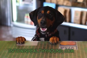 inbound-hound-thumbnail